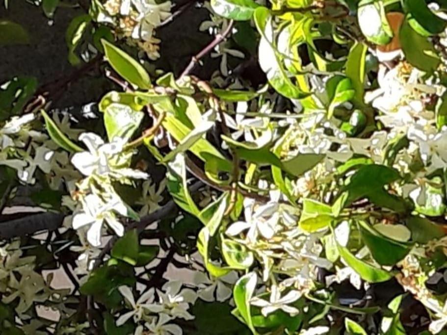 サン・ヴァンサンLe Jasmin Da Marinaアパートメント エクステリア 写真